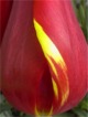 thm_RED AND YELLOW TULIP.jpg